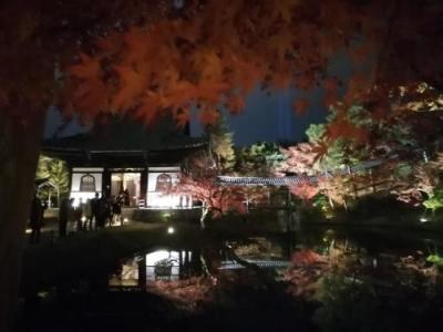 ’２１　京都 紅葉さんぽ１６　お茶と酒 たすきのかき氷～高台寺・圓徳院の紅葉ライトアップ