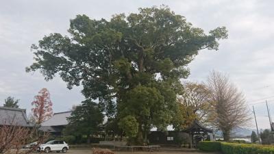 【ちょっとお出掛け】道中見かけた大クス。<玉林寺>