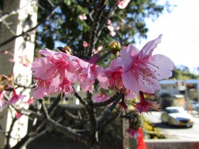 鎌倉宮の桜と紅葉－2021年冬