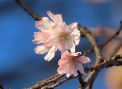 美しかった冬桜