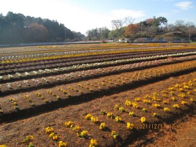 柏市のあけぼの山農業公園・ビオラ・イルミネーション中止・2021年12月