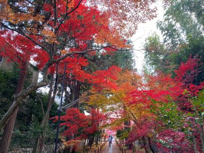 やっと行けた～♪京都の紅葉めぐり　その１