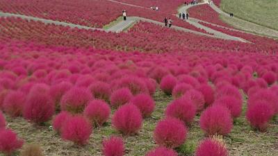 中禅寺湖、日光の紅葉には少し早かったけど、真っ赤なコキアに包まれた3日間