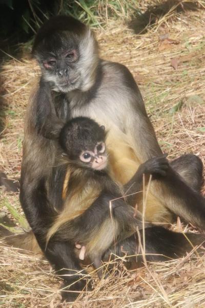 イルネミーションも目当ての東武動物公園（２）１番２番目当てのレッサーパンダとジェフロイクモザルの赤ちゃんタカサキくんの姿が見たくてあがく