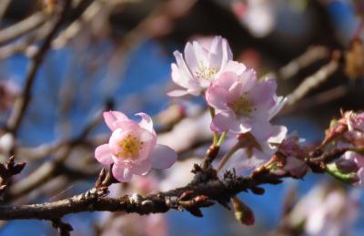 美しく咲き始めた十月桜