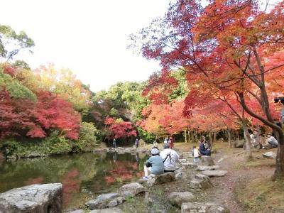 晩秋の大阪万博記念公園・自然文化園で、今年三度目となる紅葉見物を楽しむ。(2021)