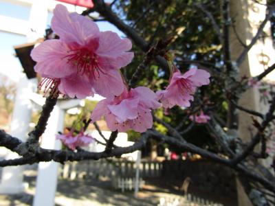 鎌倉宮の河津桜－2021年冬