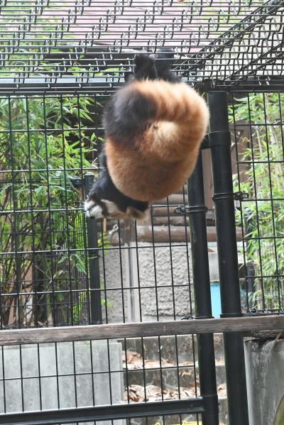 レッサーパンダはかわゆい !!! リベンジできた千葉市動物公園