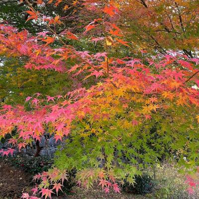 10年ぶりの名古屋めし旅1