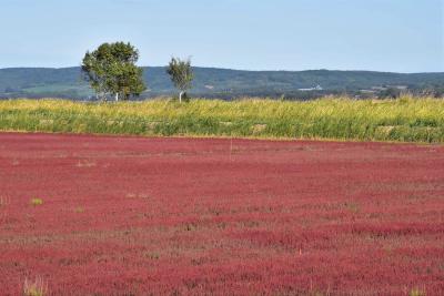 能取湖サンゴ草群落地2021～日本一の規模を誇る真紅の紅葉～（北海道網走）