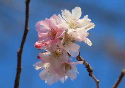 美しく咲いていた冬桜