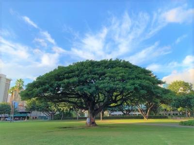 2022　HAWAIIの旅　　行く気満々！！　※フライト欠航のお知らせ※