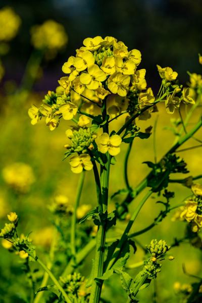 大神ファームの菜の花　2021師走