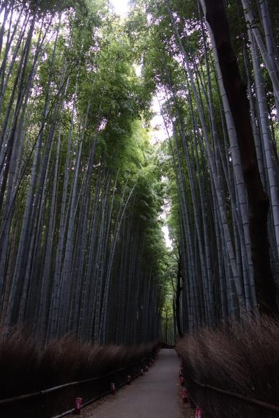 紅葉も終盤の京都2日間【2日目前編】嵐山公園、竹林の小径、天龍寺の庭園