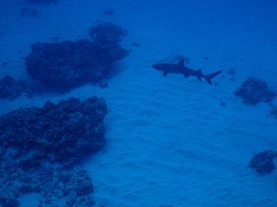 海況に振り回される沖縄ダイビング旅-ゴリラチョップ•チービシ