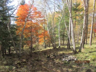 日帰り信州紅葉狩り（６）横谷遊歩道の紅葉。