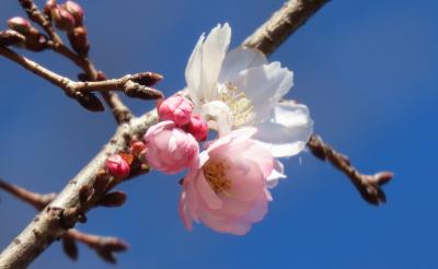 美しかった冬桜