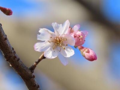 可憐に咲いていた十月桜