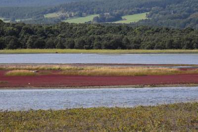 コムケ湖のアッケシソウ群落と山野草2021～自然のままの赤い絨毯～（北海道）