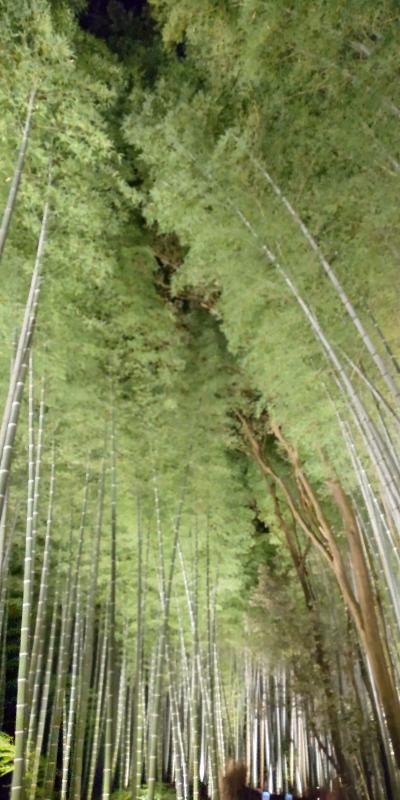 何度も来ている京都、でも立ち寄る場所はすべて初めて【2日目】