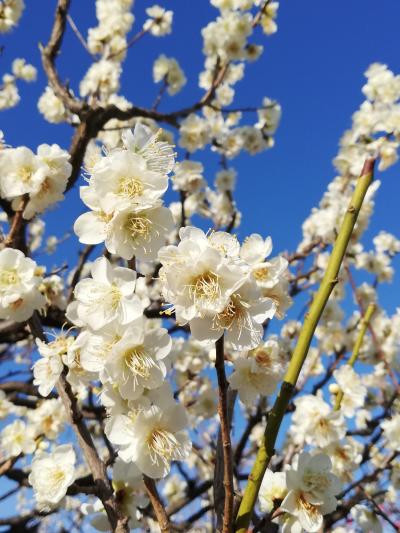 2021年02月　大阪城公園（散歩）