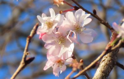 美しかった十月桜