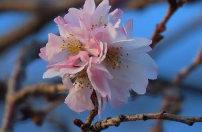 美しかった冬桜