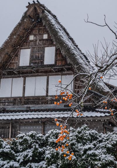 富山、素晴らしき風景とグルメを楽しむ旅その２　～初冬の合掌造り集落を巡る～