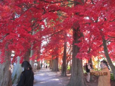 日帰り信州紅葉狩り（９）最後の訪問先、長円寺の紅葉並木。