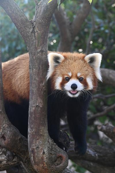 レッサーパンダはかわゆい !!! 神戸王子動物園