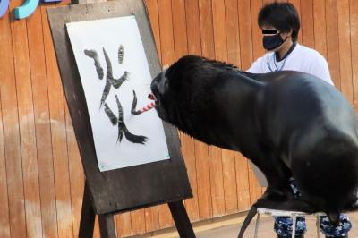 日帰りできる横浜の動物園２園に２泊２日（５）八景島シーパラダイス（後）オタリアの書初めを始め多彩なパフォーマンスやファンタジーなイルカの世界