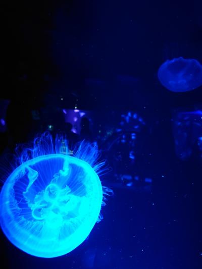 忘年旅行2021 ~雪に怯えながらマイカーの旅~