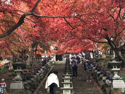 【トラベルハイキング部】紅葉の大山登山