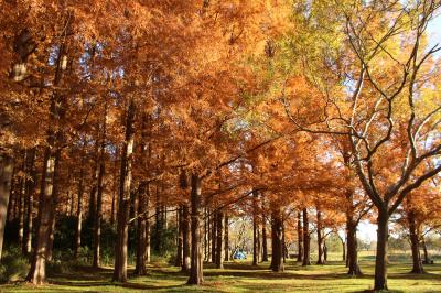 本土寺の紅葉と水元公園のメタセコイアを見に行ってみました