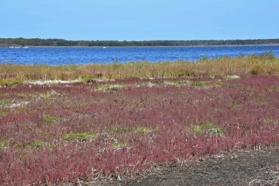 鶴沼のアッケシソウ群落と計呂地交通公園2021～サロマ湖畔の赤い絨毯と湧網線の鉄道遺産～（北海道湧別町）