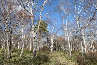 秋の伊豆と信州の優雅な旅♪　Vol.222 ☆八千穂高原：冬の訪れ　美しい白樺林♪