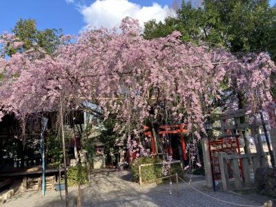 春の京都旅