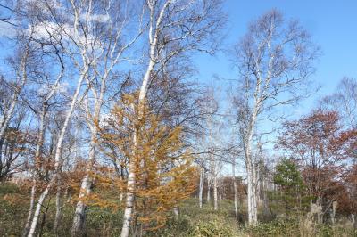 秋の伊豆と信州の優雅な旅♪　Vol.223 ☆八千穂高原：冬の訪れ　美しい白樺林♪