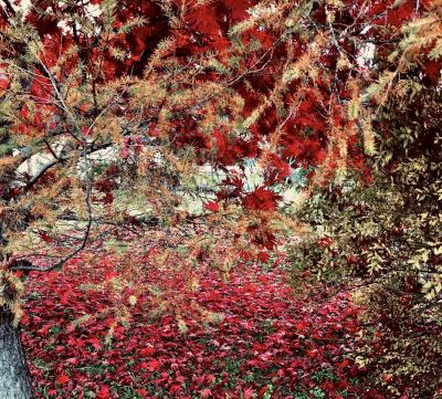 初冬の日高路を往く☆散り紅葉と雪の妖精が舞う姿★最高邂逅回顧録