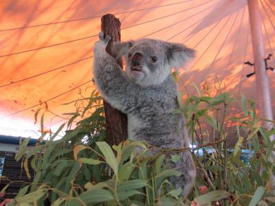 新婚旅行でグレートバリアリーフに潜る　前編