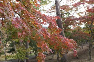 晩秋の伊豆長岡温泉旅♪　Vol.23 ☆修善寺自然公園もみじ林：紅葉が始まる♪