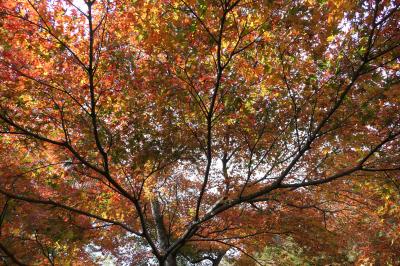 晩秋の伊豆長岡温泉旅♪　Vol.24 ☆修善寺自然公園もみじ林：紅葉が始まる♪