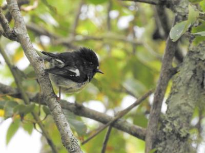 ニュージーランド鳥見旅(３日目)