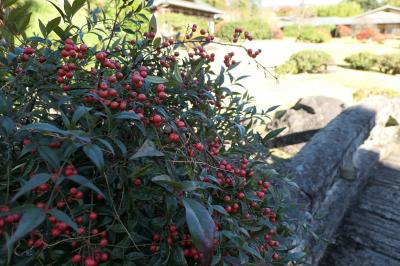 晩秋の伊豆長岡温泉旅♪　Vol.50 ☆伊豆長岡温泉「三養荘」：美しい日本庭園♪