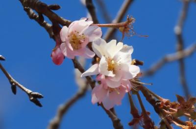 今年初めて見た冬桜