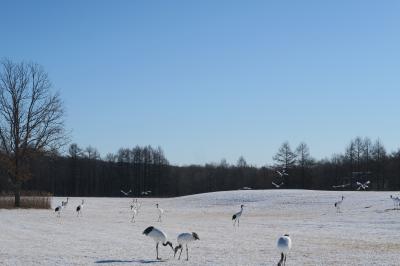 HOKKAIDO LOVE!6日間周遊パスで冬の北海道旅行　3日目　鶴居村でタンチョウ→釧網線→清里町