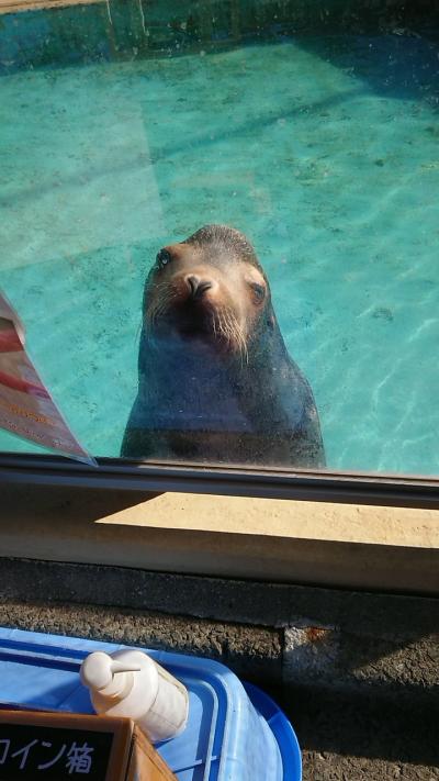 正月そうそう高知に案内桂浜に水族館