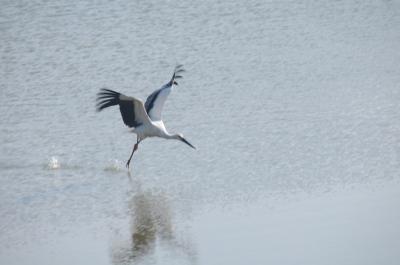 コウノトリの飛び立ちを撮影できた