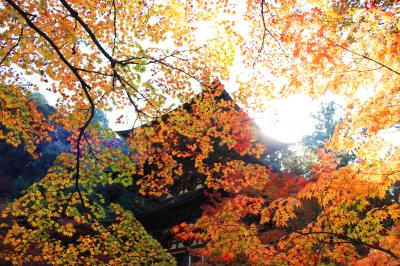 湖東の紅葉めぐり（湖東三山　西明寺編）