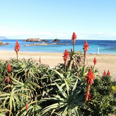 伊豆の旅　アロエの花まつり・爪木崎の水仙まつり